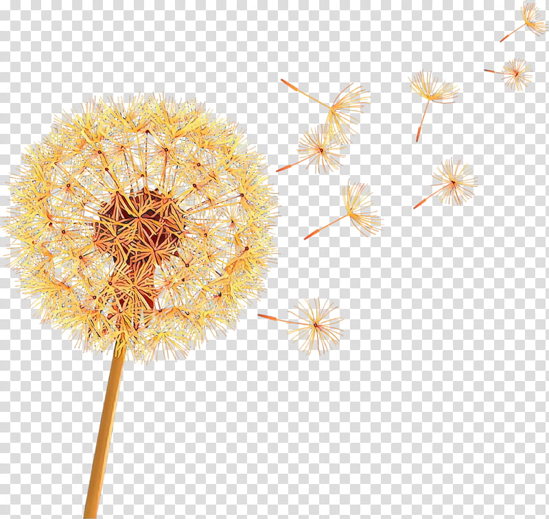 Flowers, Dandelion, Cut Flowers, Transvaal Daisy, Computer, Yellow, Plant, Wildflower transparent background PNG clipart