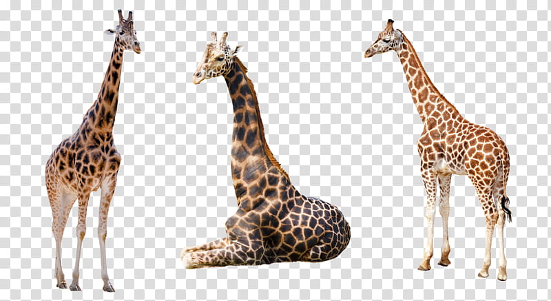 Giraffe Trio , three brown giraffes transparent background PNG clipart