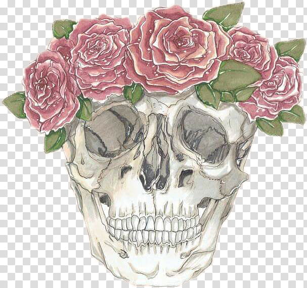 Rose, Pink, Head, Flowerpot, Bone, Skull, Cut Flowers, Plant transparent background PNG clipart