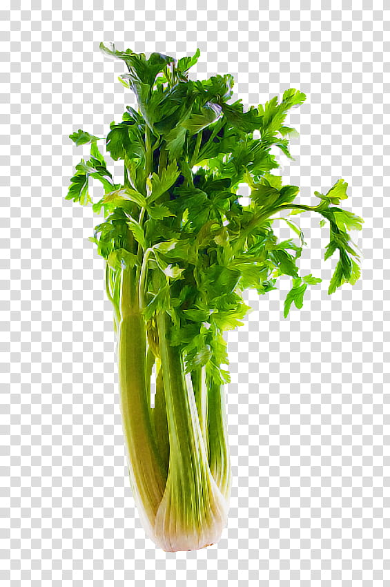 Parsley, Leaf Vegetable, Plant, Celery, Food, Culantro, Flower, Chinese Celery transparent background PNG clipart