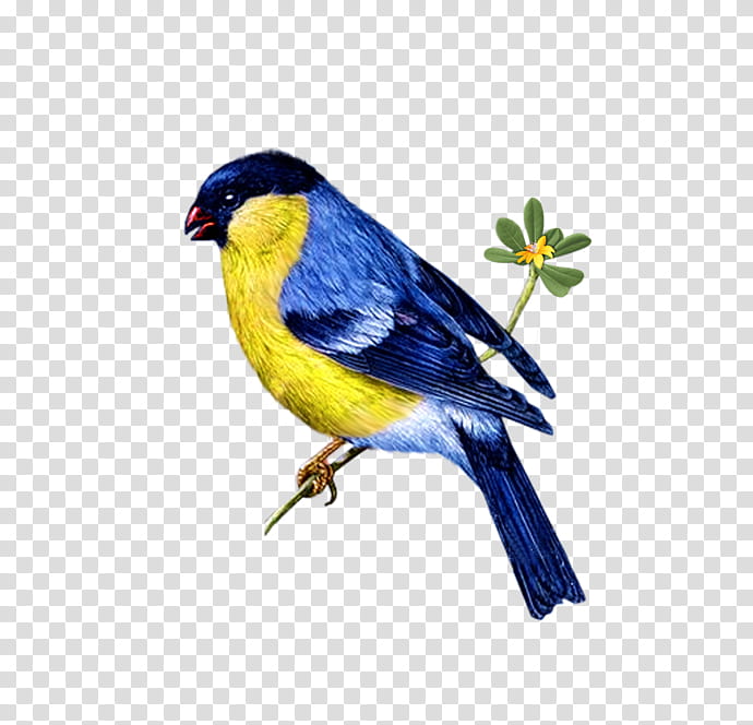 bird beak songbird bluebird perching bird, Finch, Painted Bunting, Indigo Bunting transparent background PNG clipart