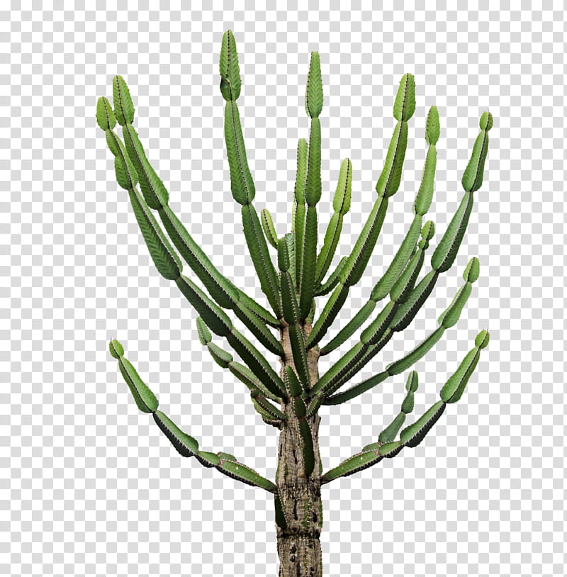 Cactuses and Plants, green cacti plant transparent background PNG clipart