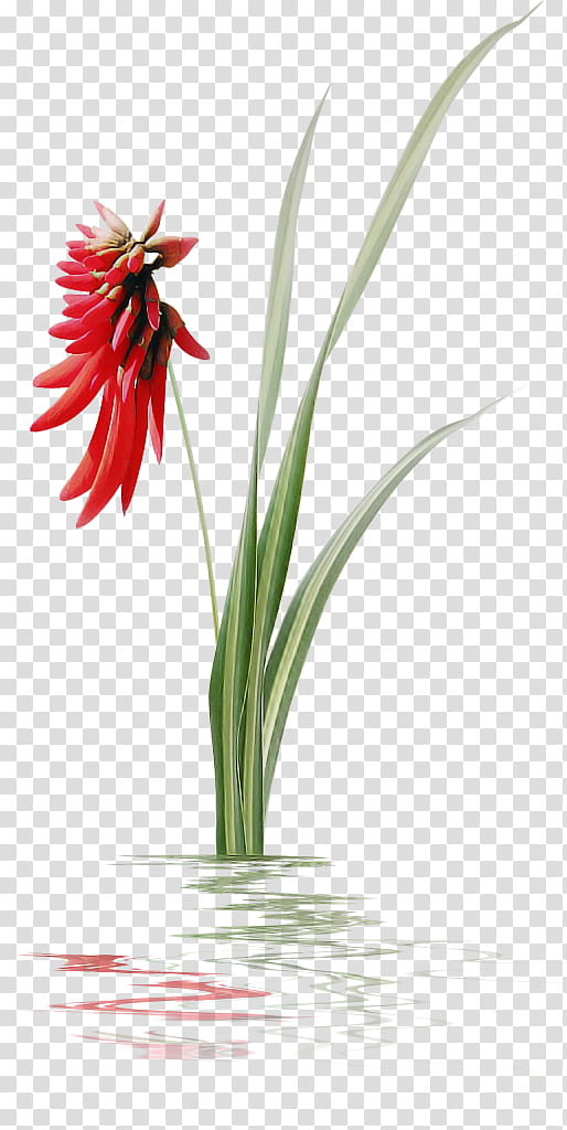 flower plant red gerbera petal, Hippeastrum, Amaryllis Family, Plant Stem transparent background PNG clipart
