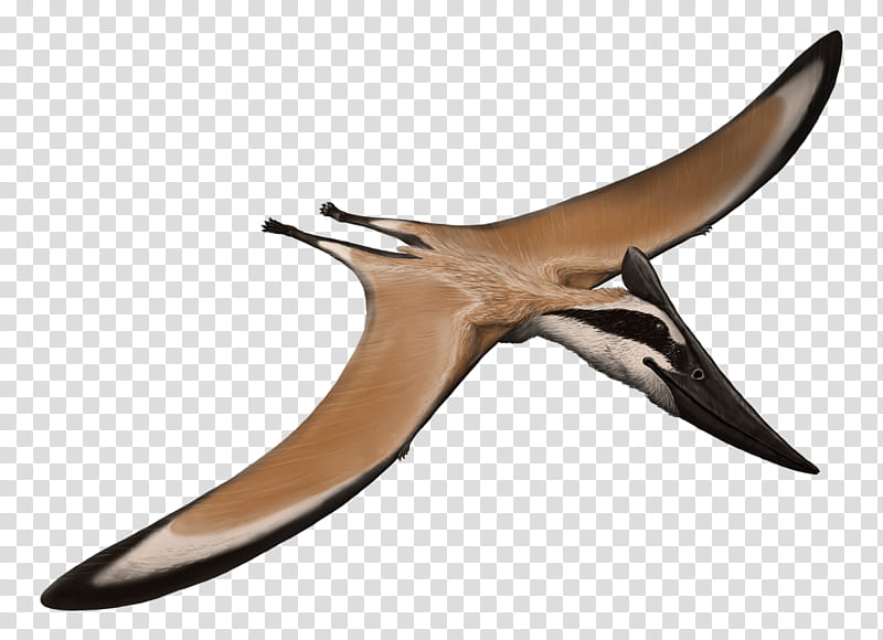 Cartoon Bird, Pteranodon, Pterodactyloidea, Nyctosauridae, Aerotitan, Pteranodontidae, Late Cretaceous, Genus transparent background PNG clipart