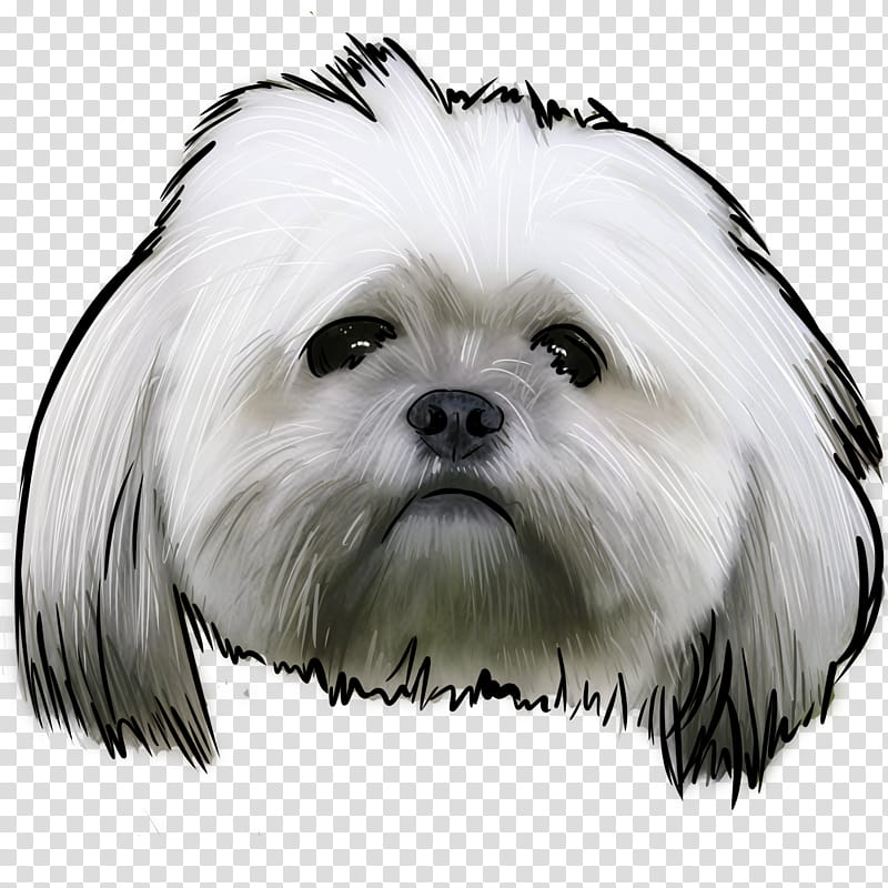 Chinese, Maltese Dog, Lhasa Apso, Havanese Dog, Little Lion Dog, Shih Tzu, Puppy, Affenpinscher transparent background PNG clipart