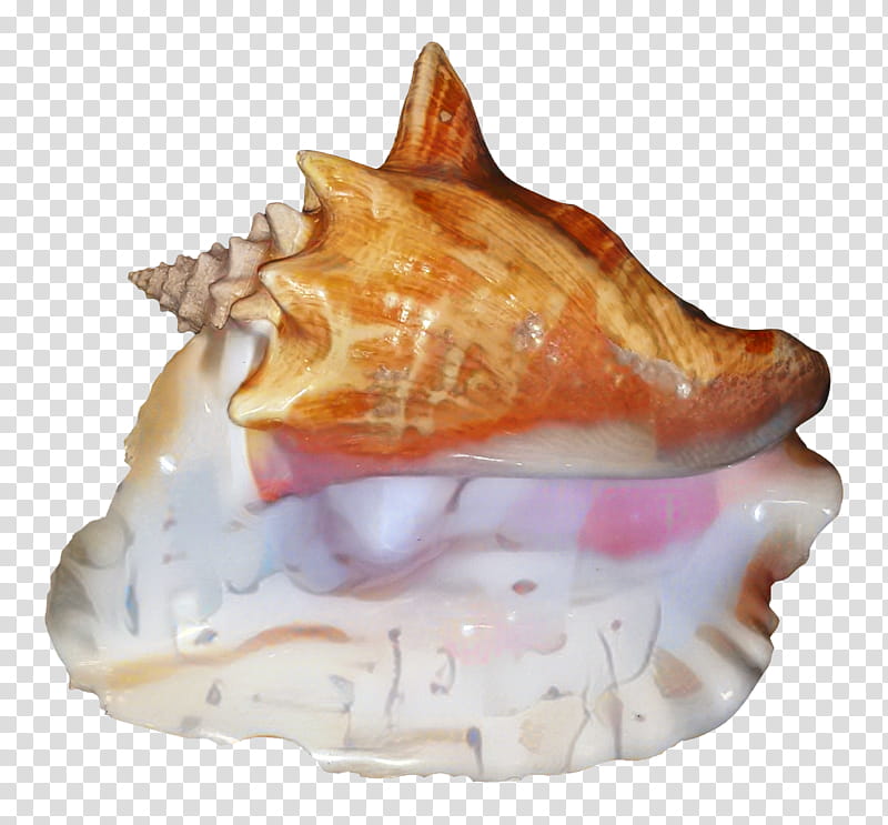 Conch Conch, Dish, Shankha, Shell, Food, Cuisine, Musical Instrument, Meringue transparent background PNG clipart