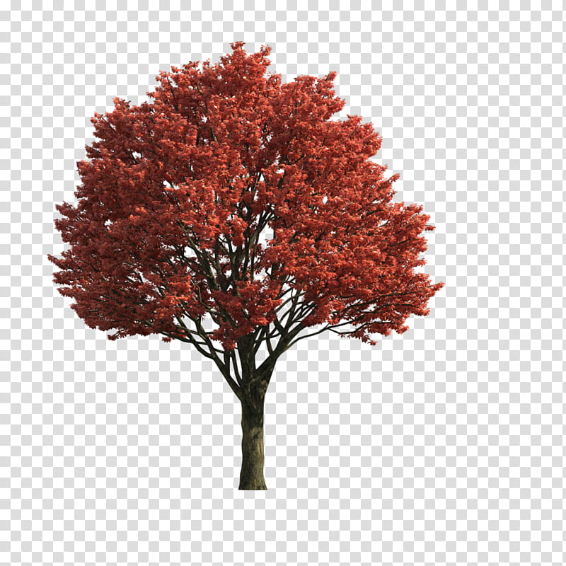 Autumn Tree Branch, Maple, Twig, Autumn Leaf Color, Lofter, Fruit Tree, Plants, Landscape Architecture transparent background PNG clipart