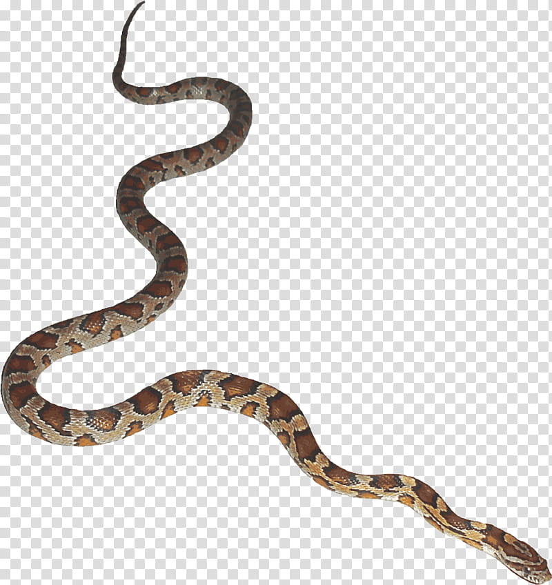 Snake, Snakes, Animation, Reptile, Cartoon, Sticker, Serpent, Scaled Reptile transparent background PNG clipart