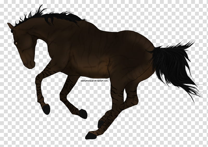 Horse, Mare, Foal, Mustang, Stallion, Rein, Bridle, Halter transparent background PNG clipart