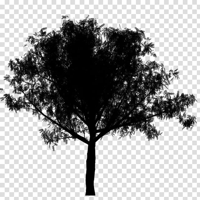 Oak Tree Silhouette, Flowering Dogwood, Plants, Branch, Black, Woody Plant, Leaf, Blackandwhite transparent background PNG clipart