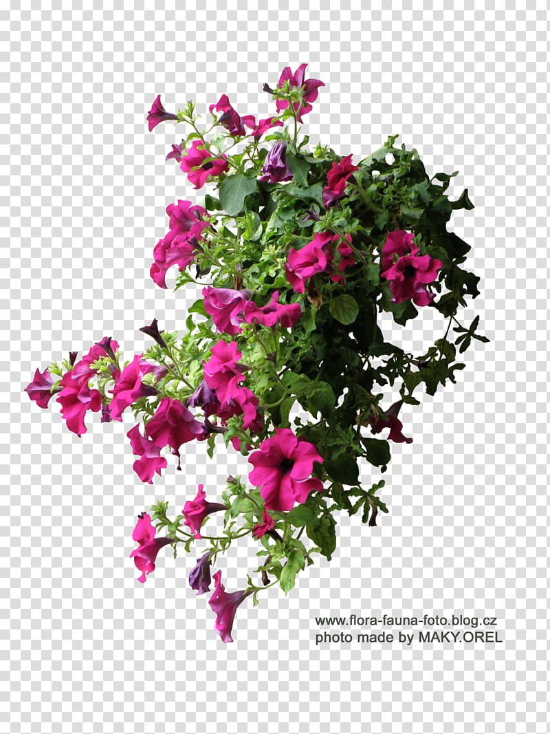 SET Petunia flower , pink flowers with text overlay transparent background PNG clipart