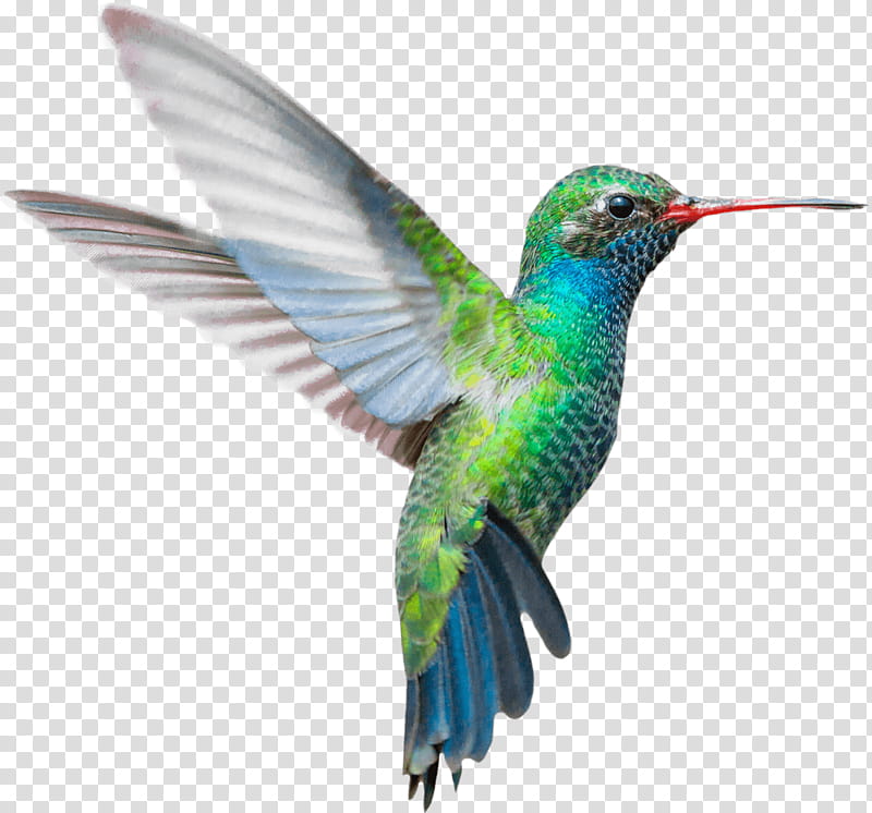Hummingbird Drawing, Broadbilled Hummingbird, Rubythroated Hummingbird, Beak, Coraciiformes, Rufous Hummingbird transparent background PNG clipart