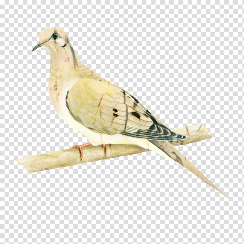 Dove Bird, Beak, Cuckoos, Feather, Cuculiformes, American Mourning Dove, Pigeons And Doves, Perching Bird transparent background PNG clipart