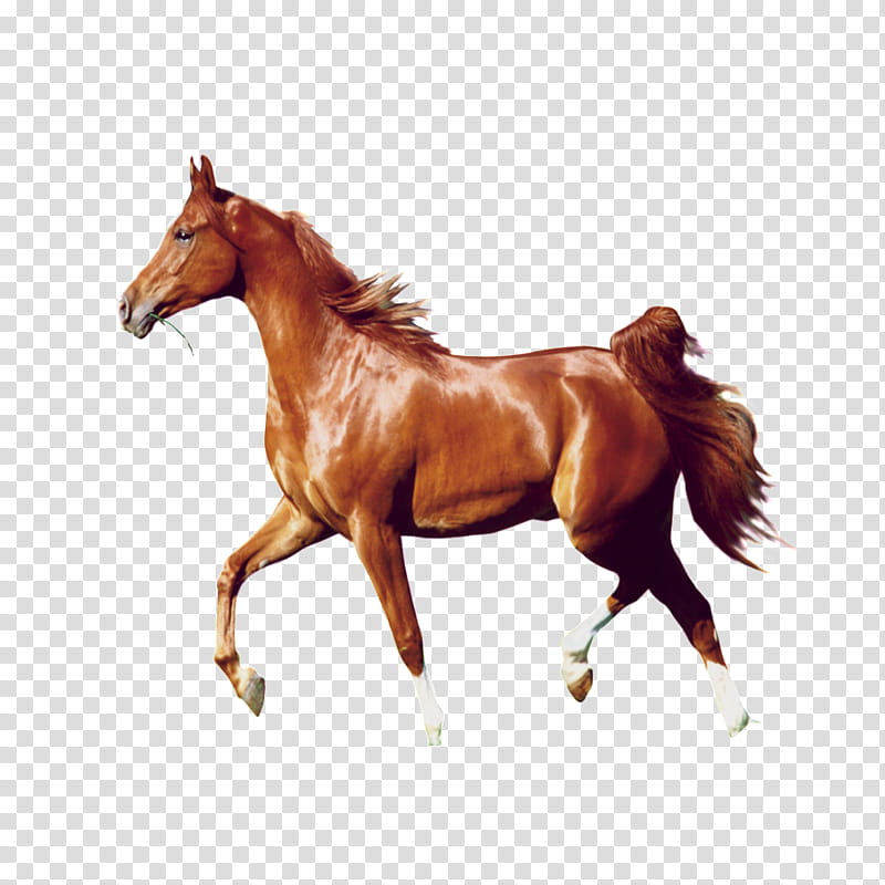 Horse, Morgan Horse, American Quarter Horse, Stallion, Orlov Trotter, Mare, Pony, Toy transparent background PNG clipart