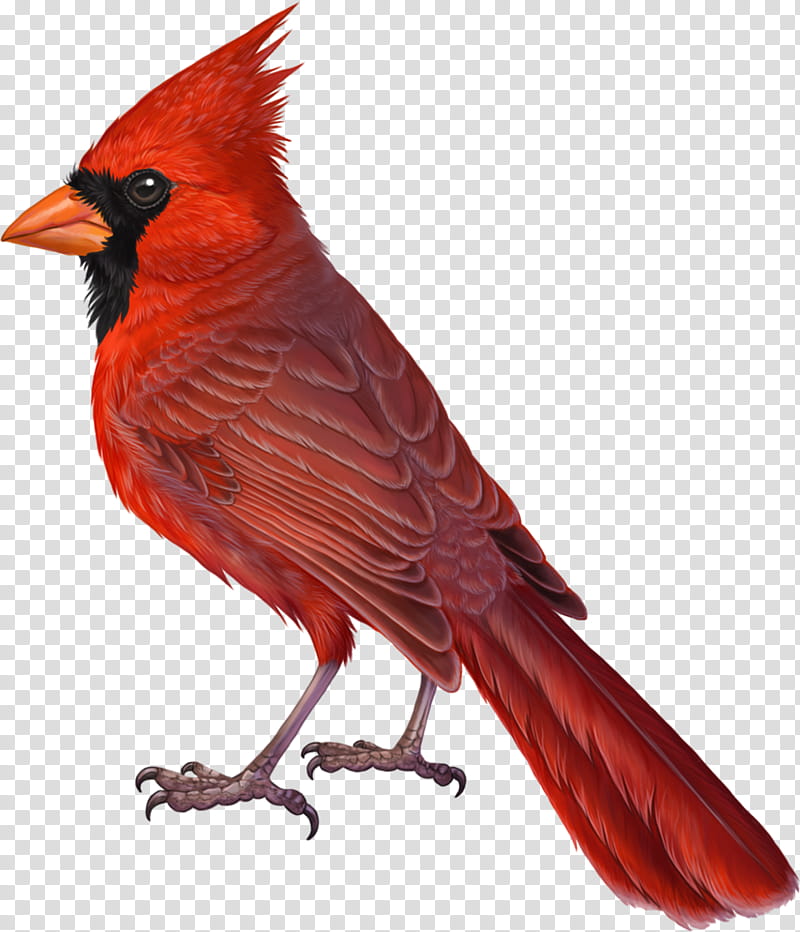 Summer Drawing, Cardinal, Bird, Northern Cardinal, Tanagers, Summer Tanager, Feather, Passerine transparent background PNG clipart