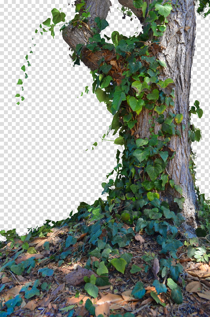 Tree with Ivy , green leafed tree transparent background PNG clipart