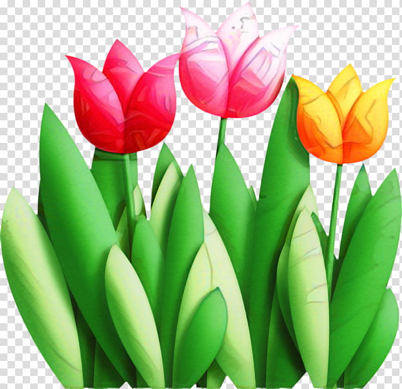 Flowers, Tulip, Floristry, Cut Flowers, Plant Stem, Petal, Plants, Lady Tulip transparent background PNG clipart