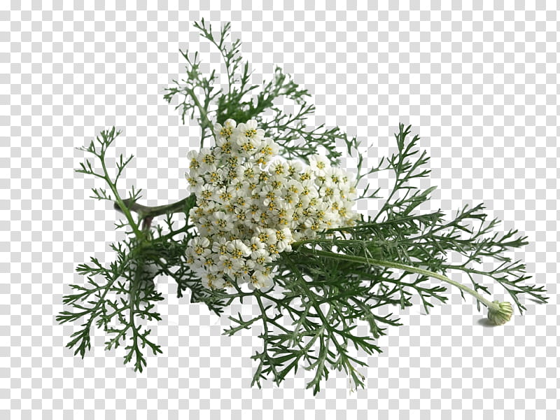 Flowers, Yarrow, Atrial Fibrillation, Medicine, Medicinal Plants, Therapy, Heart Arrhythmia, Traditional Medicine transparent background PNG clipart