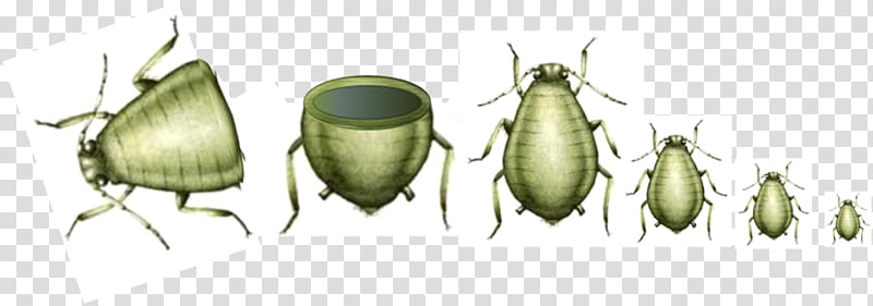 Telescoping Generations Insect, Aphid, Parthenogenesis, Reproduction, Beetle, Pest, Cloning, Idea transparent background PNG clipart