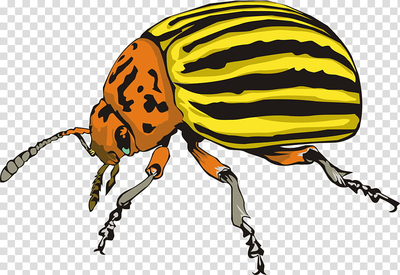 Ladybird, Colorado Potato Beetle, Weevil, Ladybird Beetle, Rhinoceros Beetles, Darkling Beetle, Pest, Japanese Rhinoceros Beetle transparent background PNG clipart