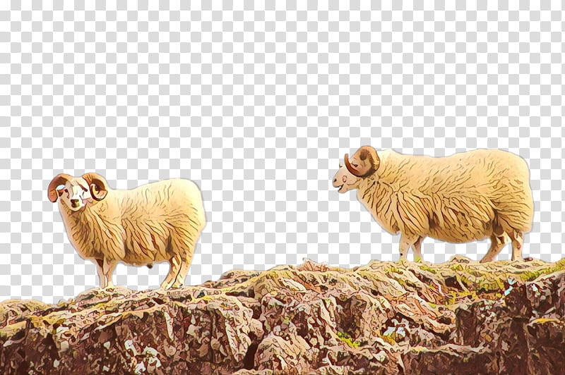 Cartoon Sheep, Herd, Snout, Animal, Live, Pasture, Grassland, Cowgoat Family transparent background PNG clipart