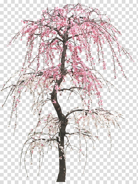 Cherry Blossom Tree Drawing, Peach, Twig, Cherries, Flower, Valentines Day, Branch, Plant transparent background PNG clipart