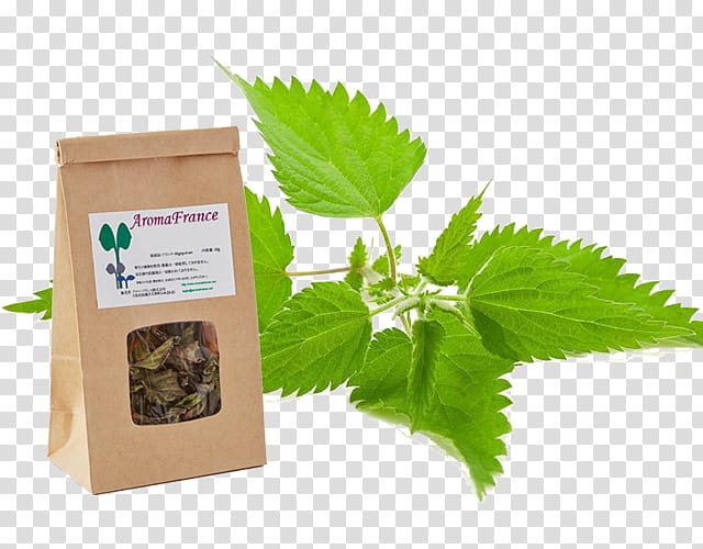 Leaf, Common Nettle, Herb, Medicinal Plants, Food, Red Deadnettle, Carrier Oil, Nettles transparent background PNG clipart