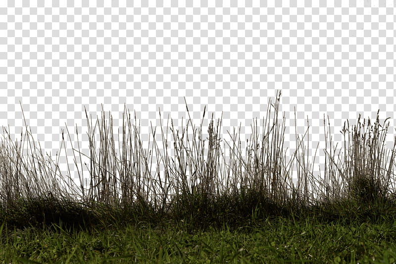 green tall grasses transparent background PNG clipart