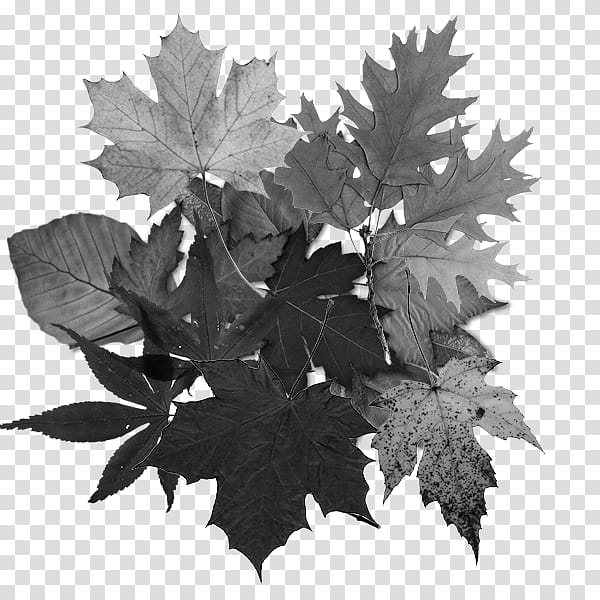 Oak Tree Leaves, Leaf, Drawing, Paper, Southern Live Oak, English Oak, Autumn Leaf Color, Sessile Oak transparent background PNG clipart