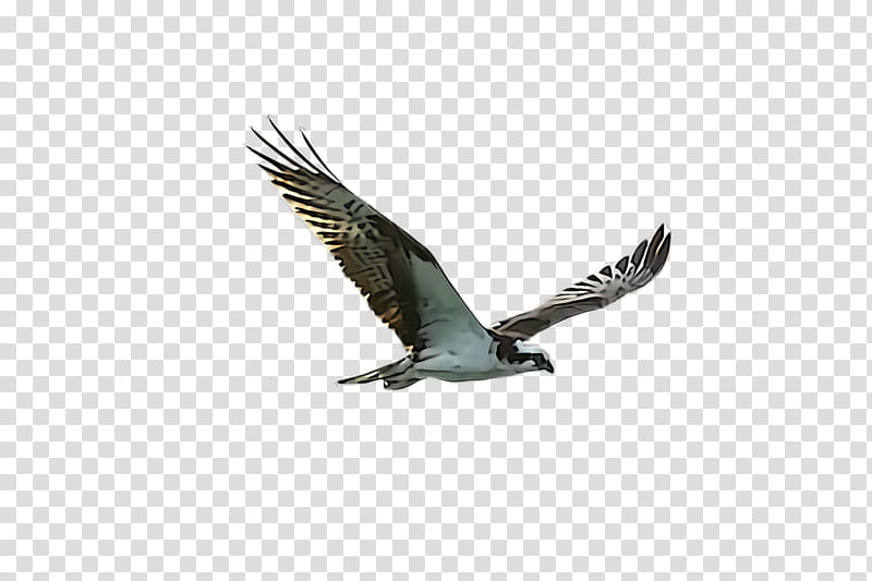 bird bird of prey eagle osprey beak, Wing, Kite, Accipitridae, Hawk transparent background PNG clipart