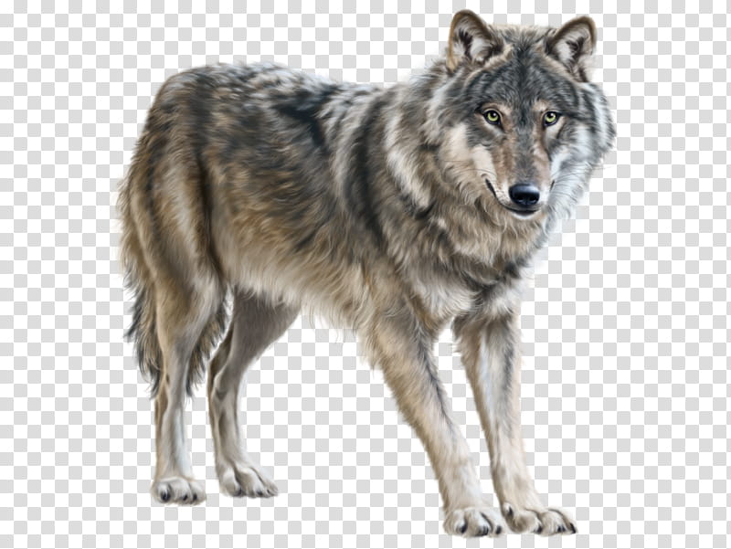 Wolf, Czechoslovakian Wolfdog, Eurasian Wolf, Wildlife, Native American Indian Dog, Canis, Saarloos Wolfdog, Kunming Wolfdog transparent background PNG clipart