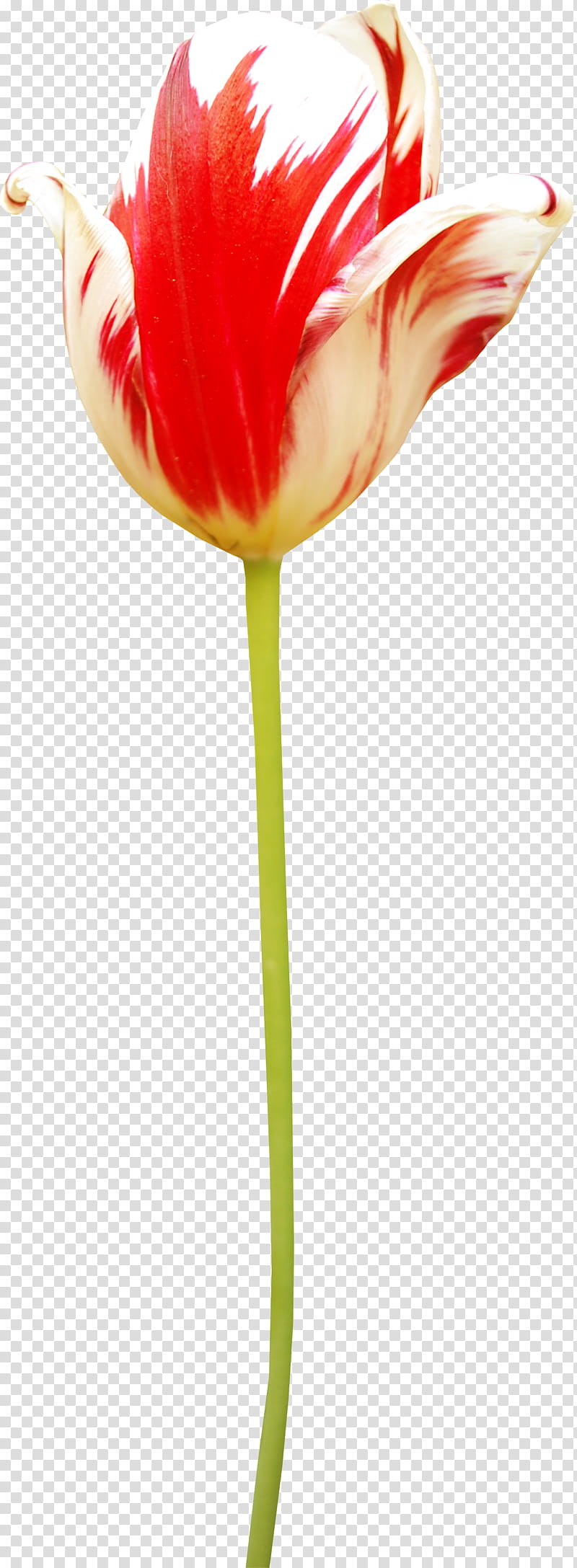 Flowers, Tulip, Amaryllis, Jersey Lily, Cut Flowers, Plant Stem, Bud, Still Life transparent background PNG clipart