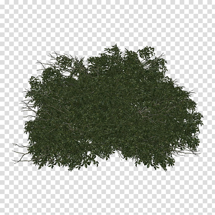 Green Grass, Tree, Library, Shrub, Music , George W Bush Presidential Center, Plant, Leaf transparent background PNG clipart