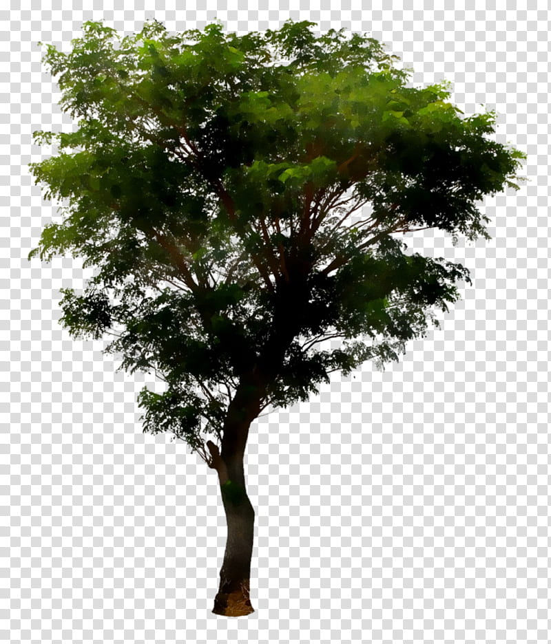 Oak Tree, Plant, Woody Plant, Branch, Flower, California Live Oak, Trunk transparent background PNG clipart
