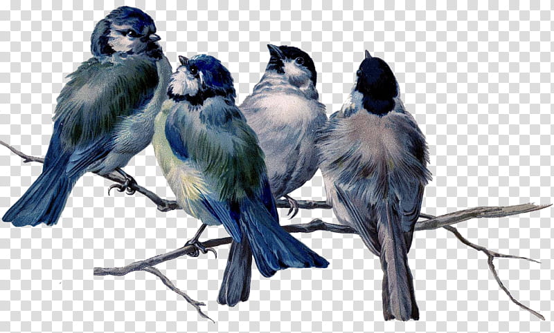 Bird, four blue birds perched on tree illustration transparent background PNG clipart