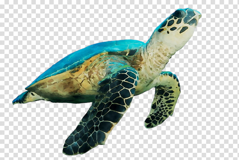 Sea Turtle, Loggerhead Sea Turtle, Pond Turtles, Tortoise M, Beak ...