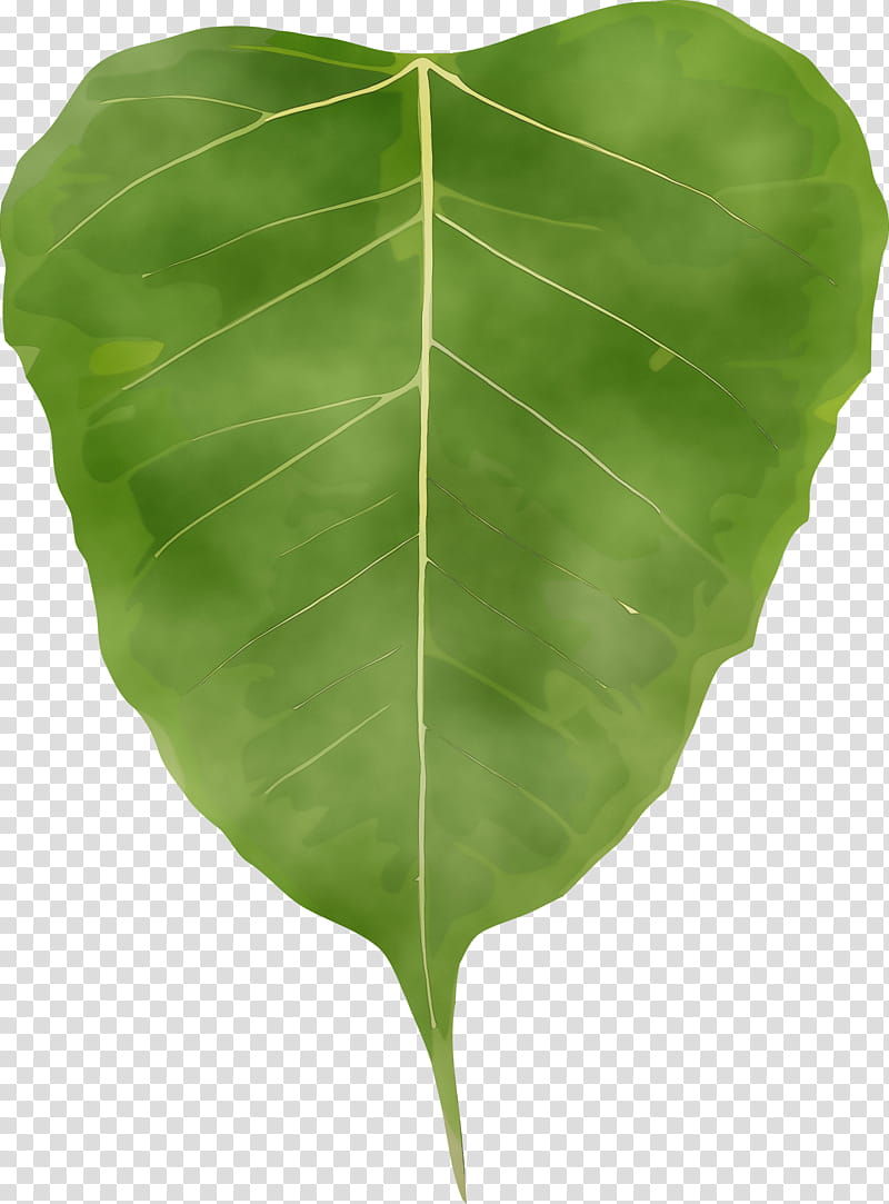 leaf green plant flower tree, Bodhi Leaf, Bodhi Day, Watercolor, Paint, Wet Ink, Anthurium transparent background PNG clipart