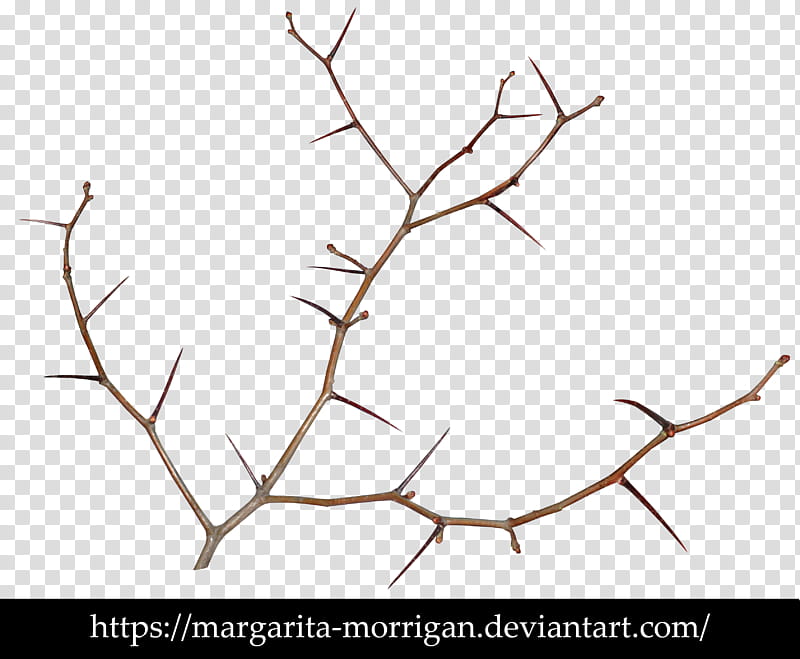 Thorns transparent background PNG clipart