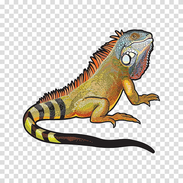 free iguana clipart