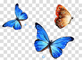 Files , two blue and brown butterflies transparent background PNG clipart