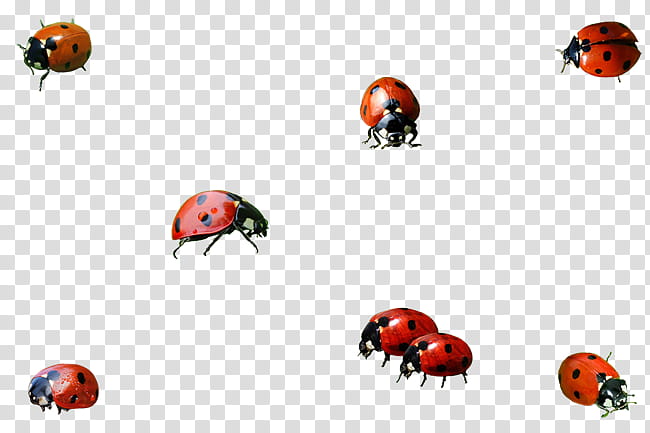 Orange, Insect, Ladybird Beetle, Drawing, Animal, Aphid, Line transparent background PNG clipart