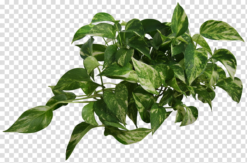 Basil Leaf, Devils Ivy, Vine, Houseplant, Plants, Tree, Liana, Cyphostemma Juttae transparent background PNG clipart