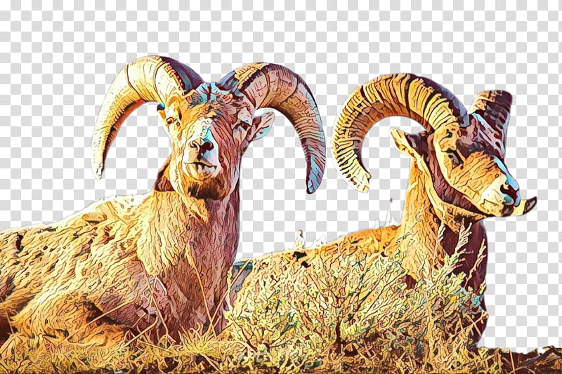 Eid Al Adha Islamic, Eid Mubarak, Sheep, Muslim, Argali, Goat, Animal, Goats transparent background PNG clipart