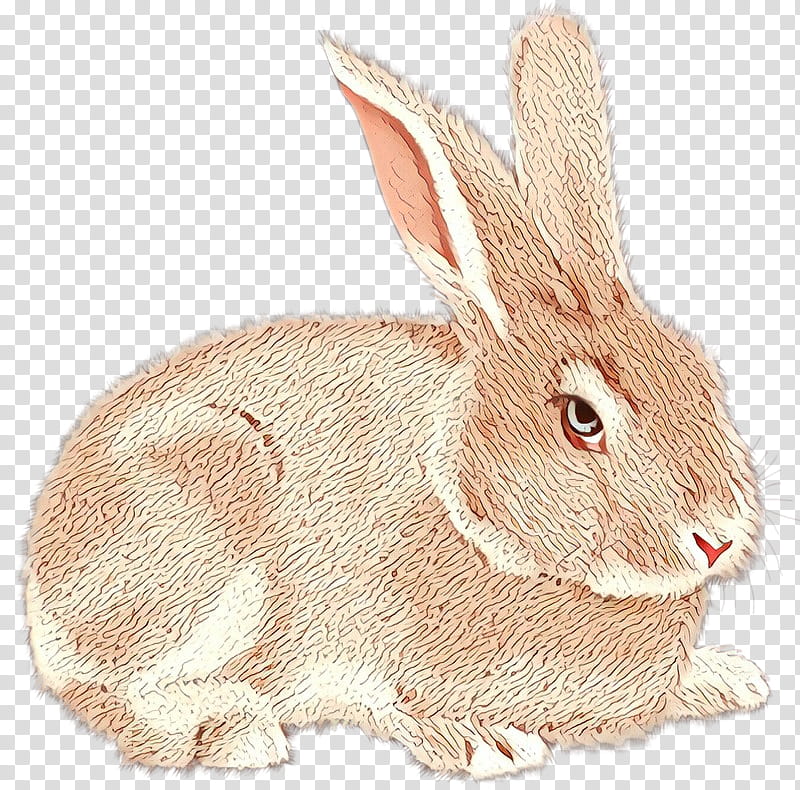 Mountain, Rabbit, Hare, Netherland Dwarf Rabbit, Lt Judy Hopps, Drawing, New England Cottontail, Whiskers transparent background PNG clipart