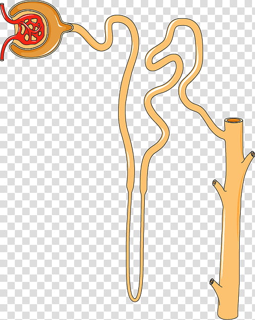 Nephron Yellow, Ableitende Harnwege, Kidney, Nephrotoxicity, Kidney Disease, Peroxisome Proliferatoractivated Receptor, Urine, Function transparent background PNG clipart