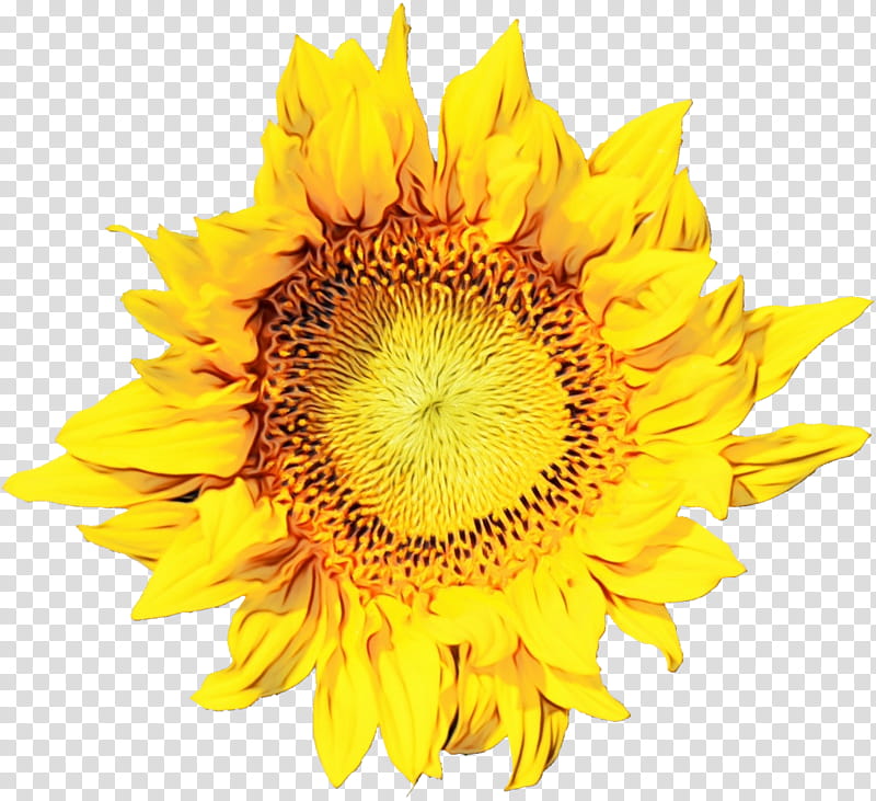 Sunflower, Watercolor, Paint, Wet Ink, Yellow, Plant, Petal, Sunflower Seed transparent background PNG clipart