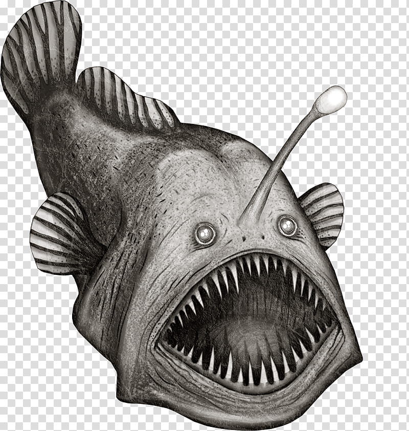 Fish, Anglerfish, Deep Sea Fish, Common Carp, Drawing, Black Seadevil, Whitefish, Fish Anatomy transparent background PNG clipart