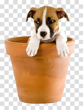 Dog, white and brown American pit bull terrier puppy in pot transparent background PNG clipart