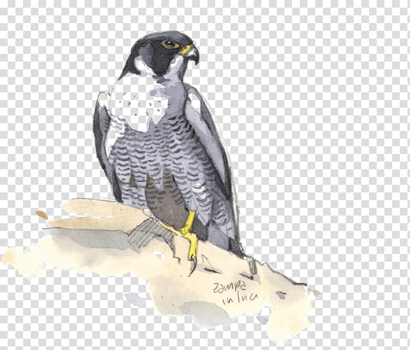 Fire Bird, Bird Of Prey, Rome, Peregrine Falcon, Hawk, Painting, Painter, August transparent background PNG clipart