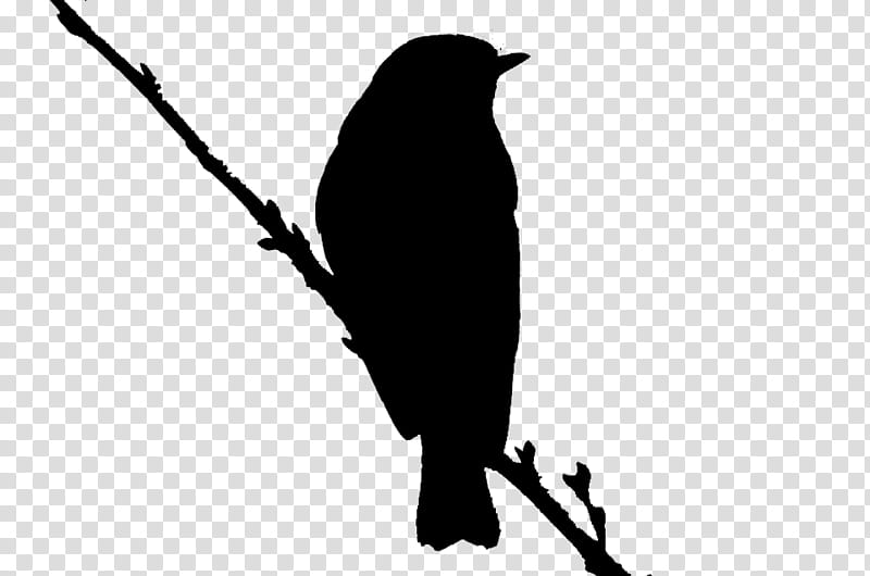 Twig, Beak, Silhouette, Bird, Branch, Perching Bird, Blackandwhite, Songbird transparent background PNG clipart